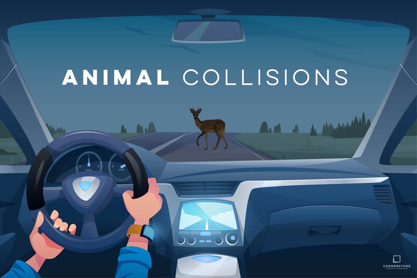 3. 50301B_Animal Collisions_Blog-01